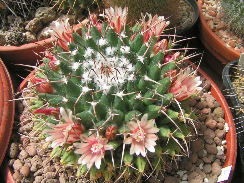 Mammillaria mystax